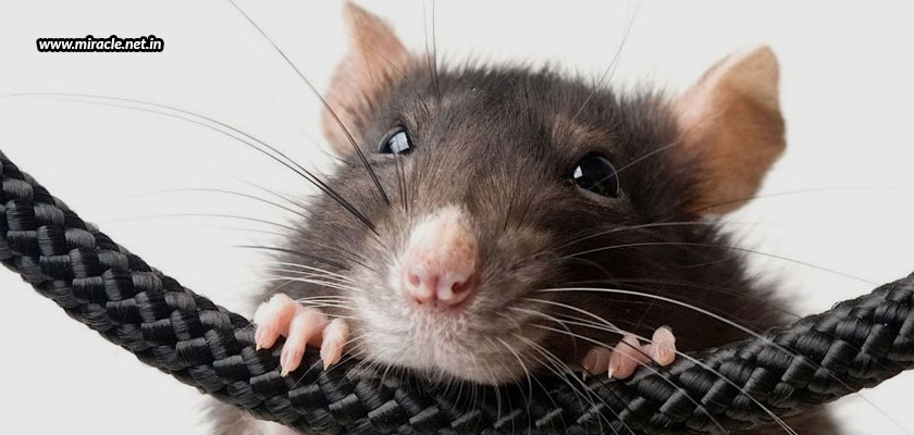 How-To-Keep-Your-Cables-Safe-From-Rodents